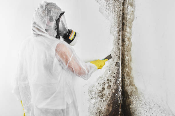 Best Health and Safety Mold Remediation in Santa Cruz, CA