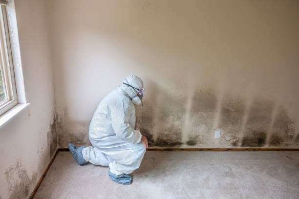 Best White Mold Remediation in Santa Cruz, CA